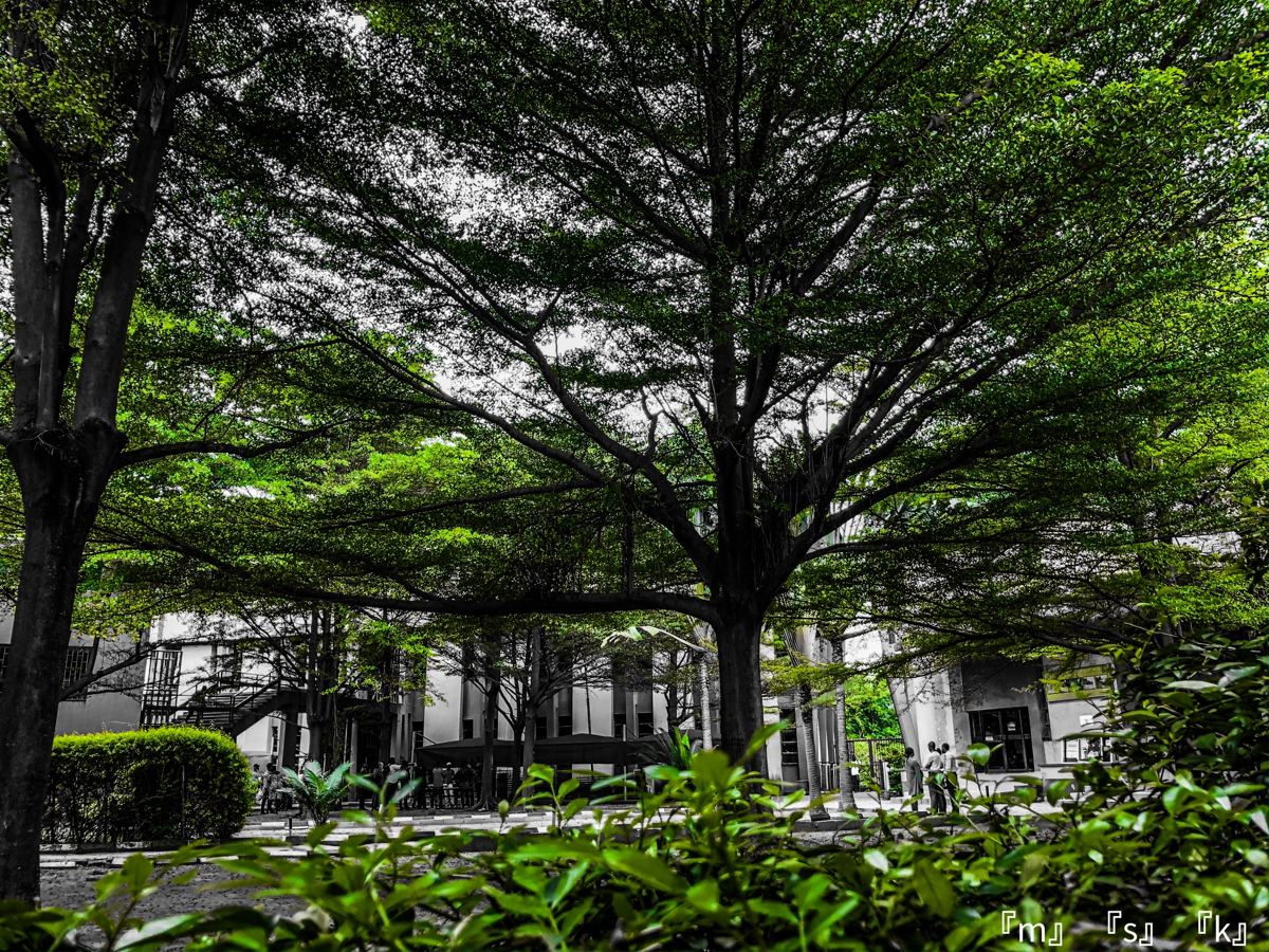 Green tree canopy over a grey campus courtyard